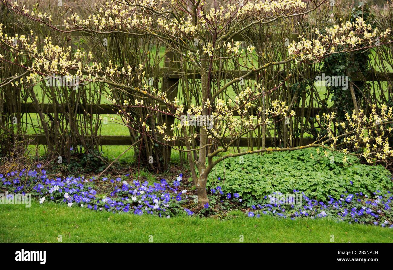 Cornus contoversa e blanda anemone Foto Stock