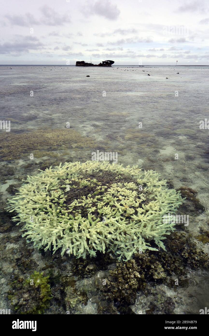 Imbianchimento poco profondo corallo di Acropora sulla scogliera piatta, con relitto sullo sfondo, Isola di Heron, Capricorn Bunker Group, Grande barriera Corallina, Queensland, Austral Foto Stock