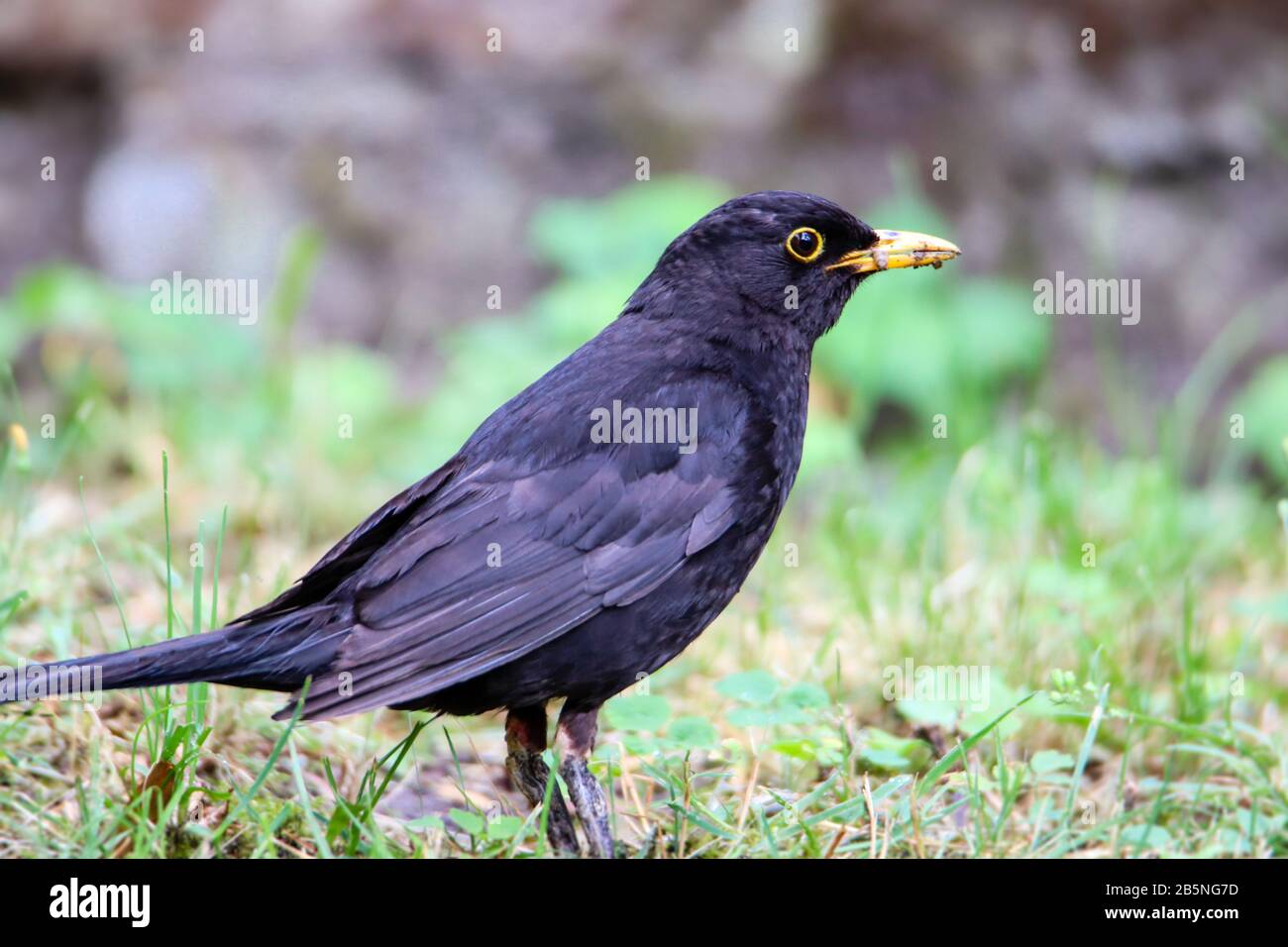 Uccello maschio Blackbird osservare mangiare sull'erba. Nero marrone blackbird songbird seduta e mangiare insetti e vermi sul giardino con fuori fuoco verde b Foto Stock