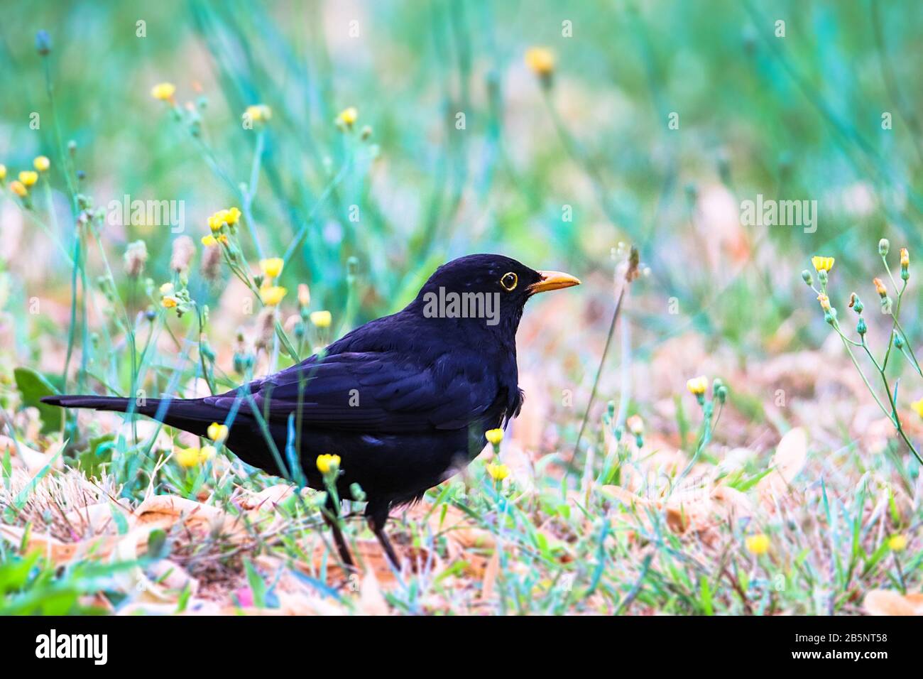 Uccello maschio Blackbird osservare mangiare sull'erba. Nero marrone blackbird songbird seduta e mangiare insetti e vermi sul giardino con fuori fuoco verde b Foto Stock
