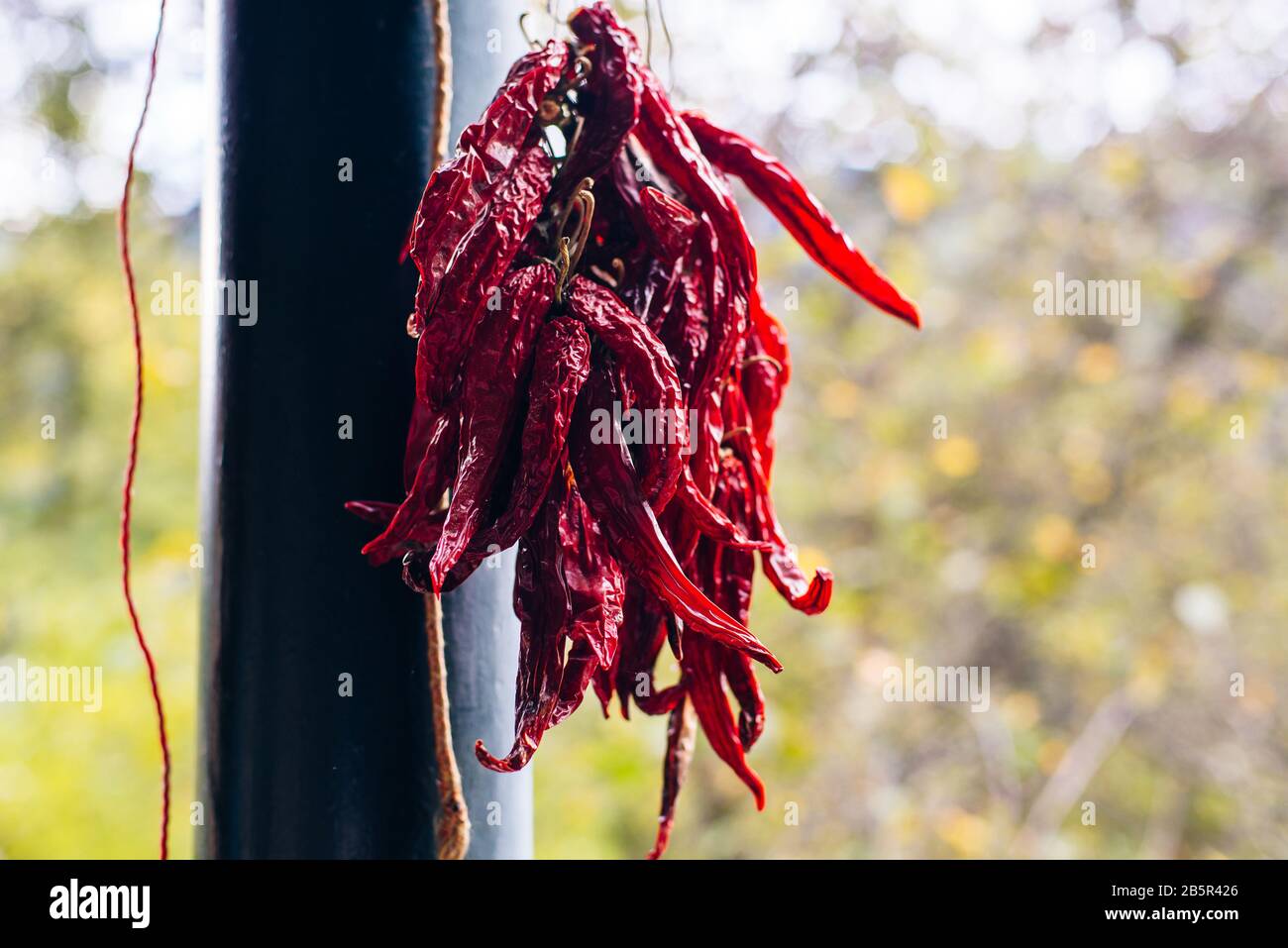 peperoncini rossi caldi appesi per l'asciugatura Foto Stock