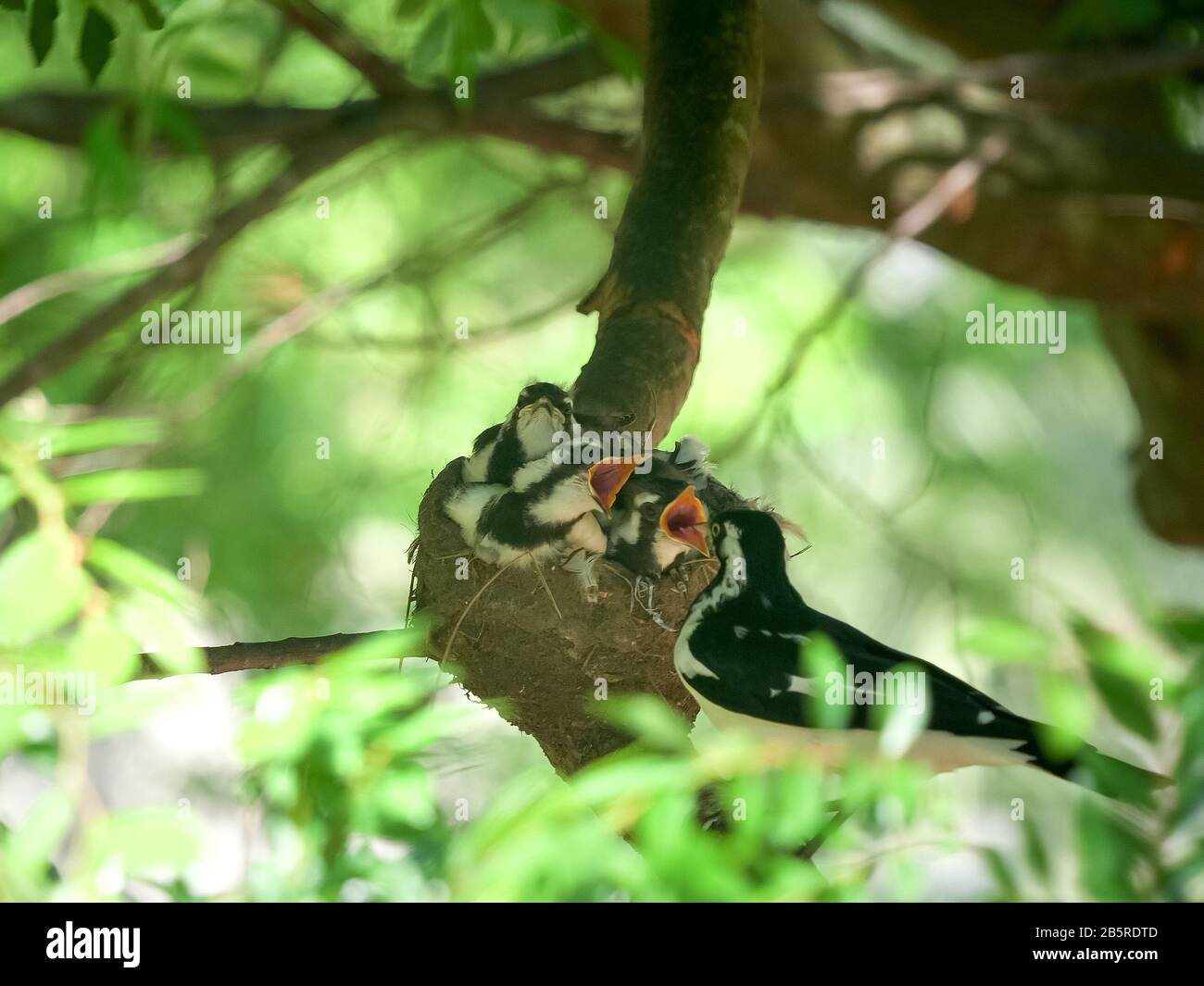 il magpie australiano allaccia i bambini in un nido che genera del cibo Foto Stock