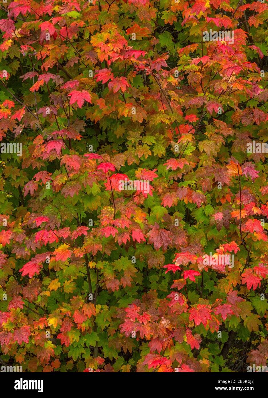 Vite Maple, Acer Circinatum, Three Sisters Wilderness, Willamette-Deschutes National Forest, Oregon Foto Stock