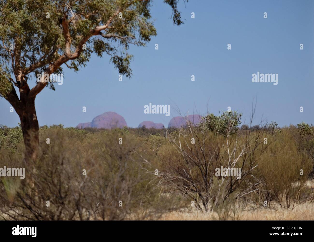 Le monumentali formazioni rocciose di Kata Tjuta, le Olgas, viste attraverso la foschia di calore dalla passeggiata di base di Uluru, incorniciate da arbusti del deserto, un albero e un cielo blu. Foto Stock