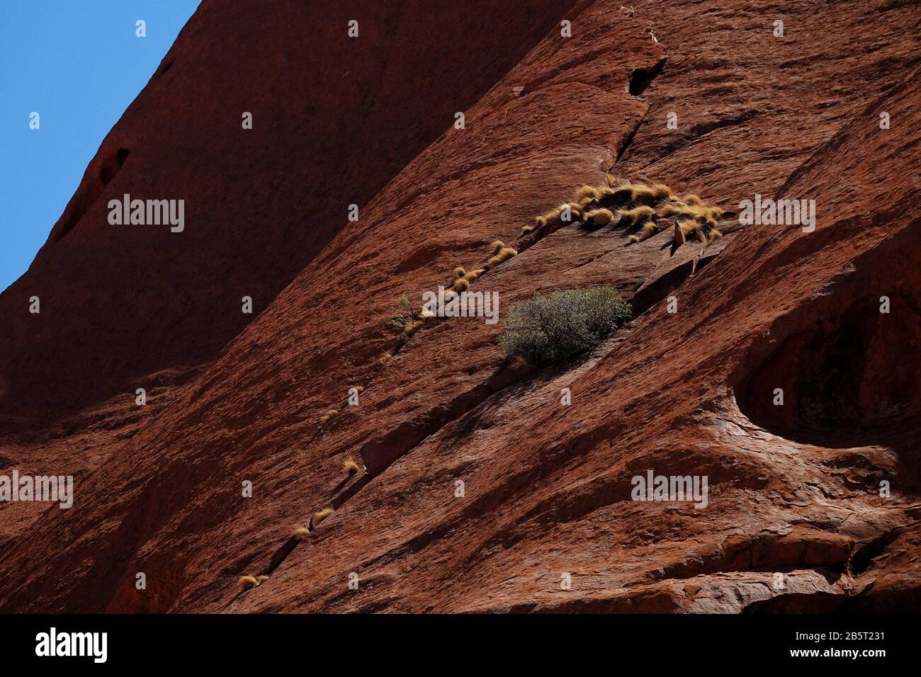 Dettagli di Uluru, vista ravvicinata del territorio settentrionale di erbe e arbusti nativi che crescono da crepe e crepe sulla roccia rossa del Parco nazionale di Kata Tjuta Foto Stock