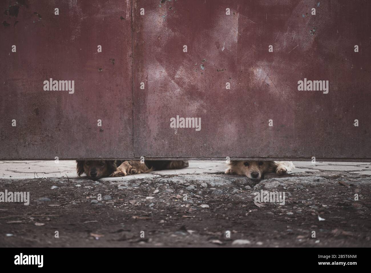 Animale abbandonato o accaminato alla ricerca di una casa per sempre Foto Stock