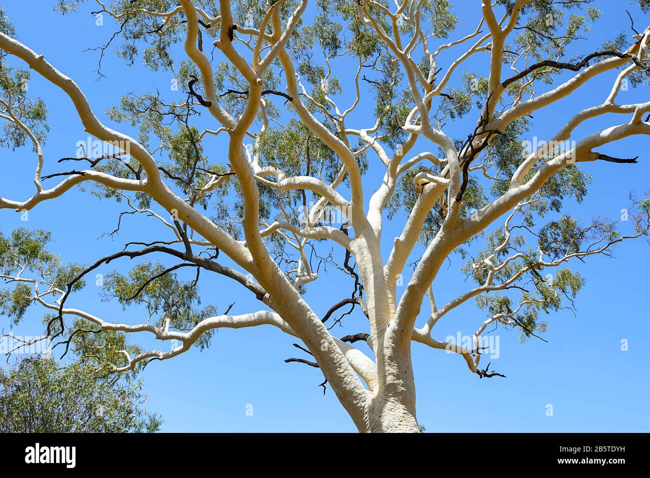 Questo Ghost Gum (Corymbia aparrerinja) è il più grande in Australia, alto 33 metri e vecchio 300 anni. East MacDonnell Ranges , Northern Territory, NT, Foto Stock