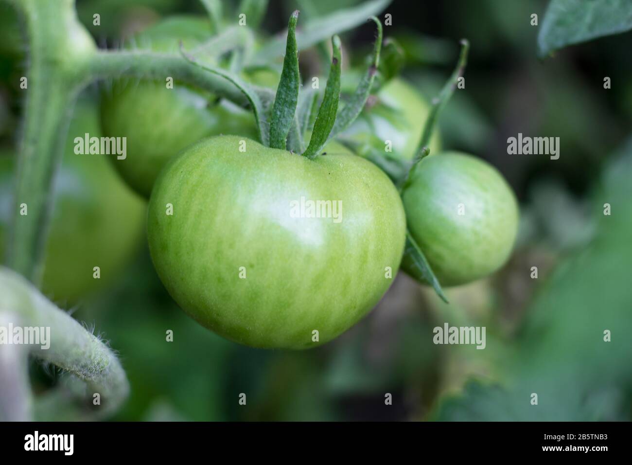 pomodori verdi non ancora maturi su piante biologiche da giardino Foto Stock
