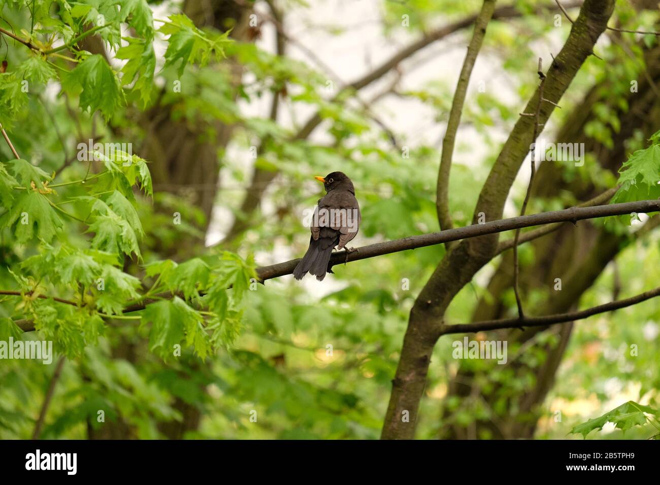 Uccello nero comune (Turdus merula) da dietro la testa ha girato il profilo, su un ramo tra il nuovo verde fogliame primavera, parco Letna; Praga cechi Foto Stock