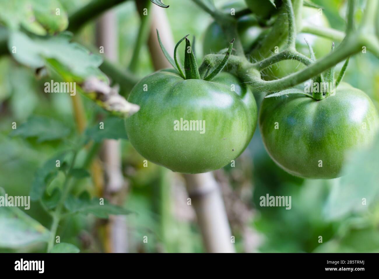 pomodori verdi non ancora maturi su piante biologiche da giardino Foto Stock