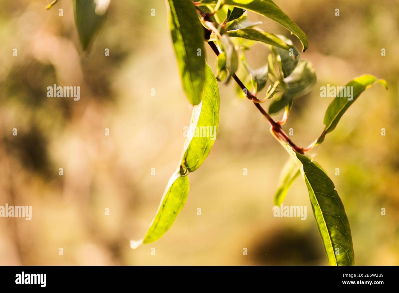 Le foglie dell'albero di melograno Foto Stock