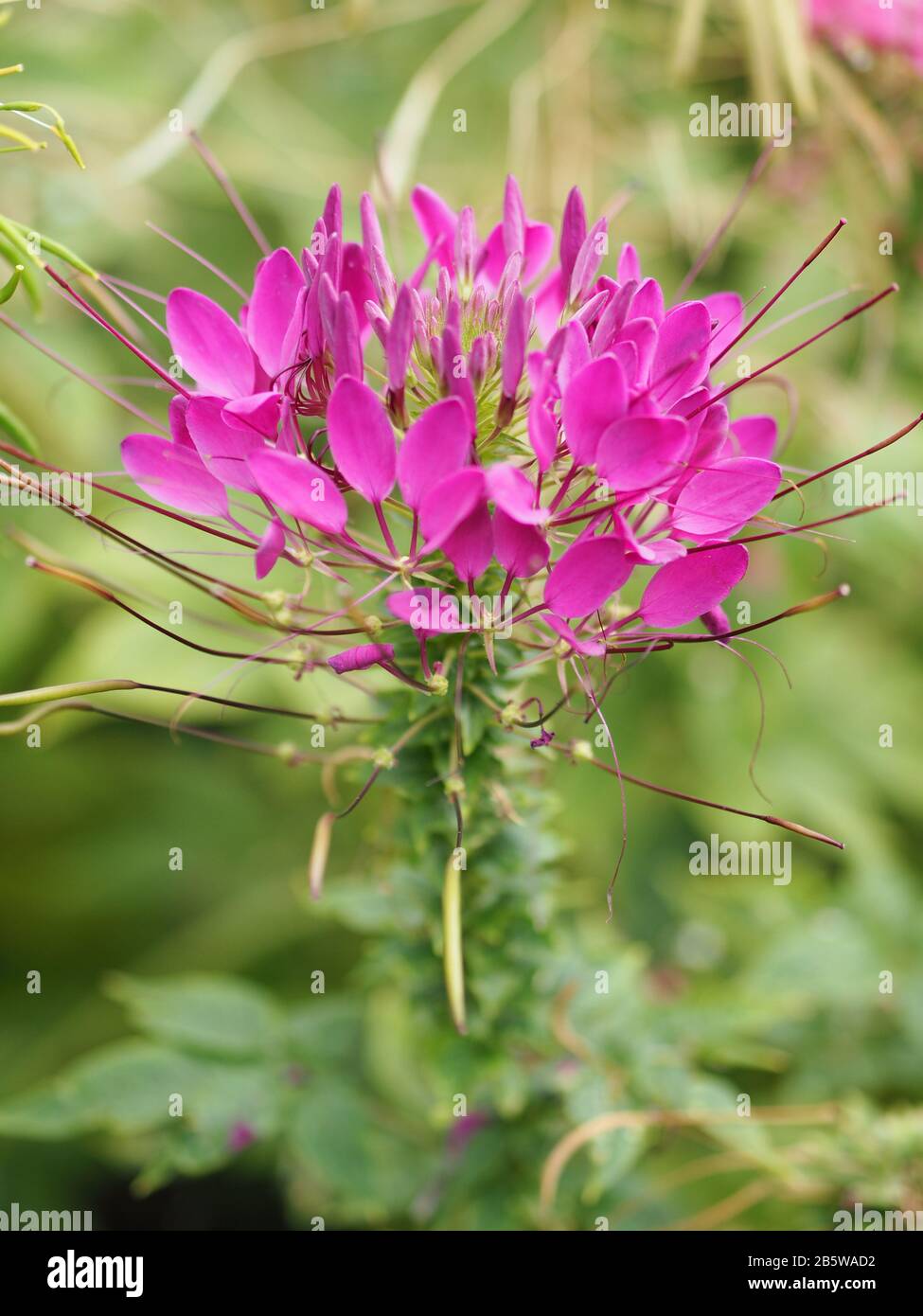 Cleome hassleriana, fiore ragno, pianta ragno, regina rosa, bisbitori del  nonno specie di piante da fiore nel genere Cleome della famiglia Cleo Foto  stock - Alamy