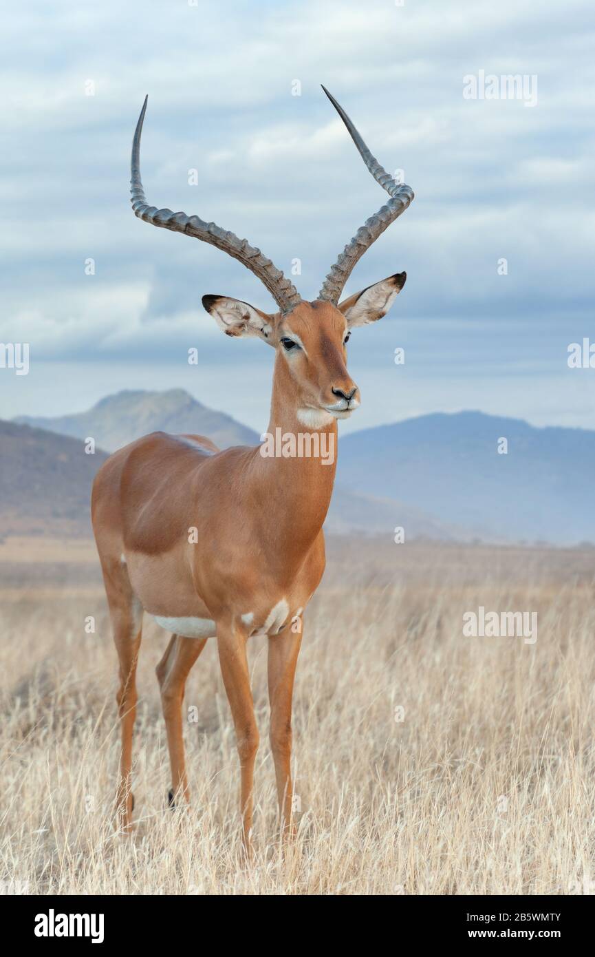 Impala in savana. Nazionale Riservato. Sudafrica, Kenya. Animale nell'habitat. Fauna selvatica scena dalla natura Foto Stock