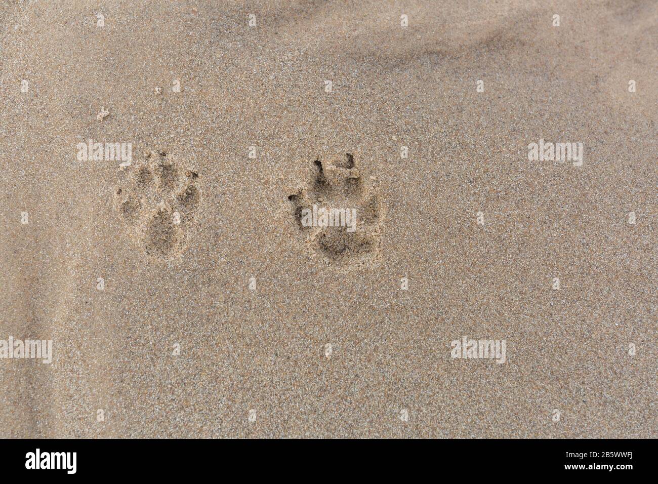 Città Carnikava, Lettonia. Nelle impronte del cane sabbia. Foto di viaggio.07.03.2020 Foto Stock