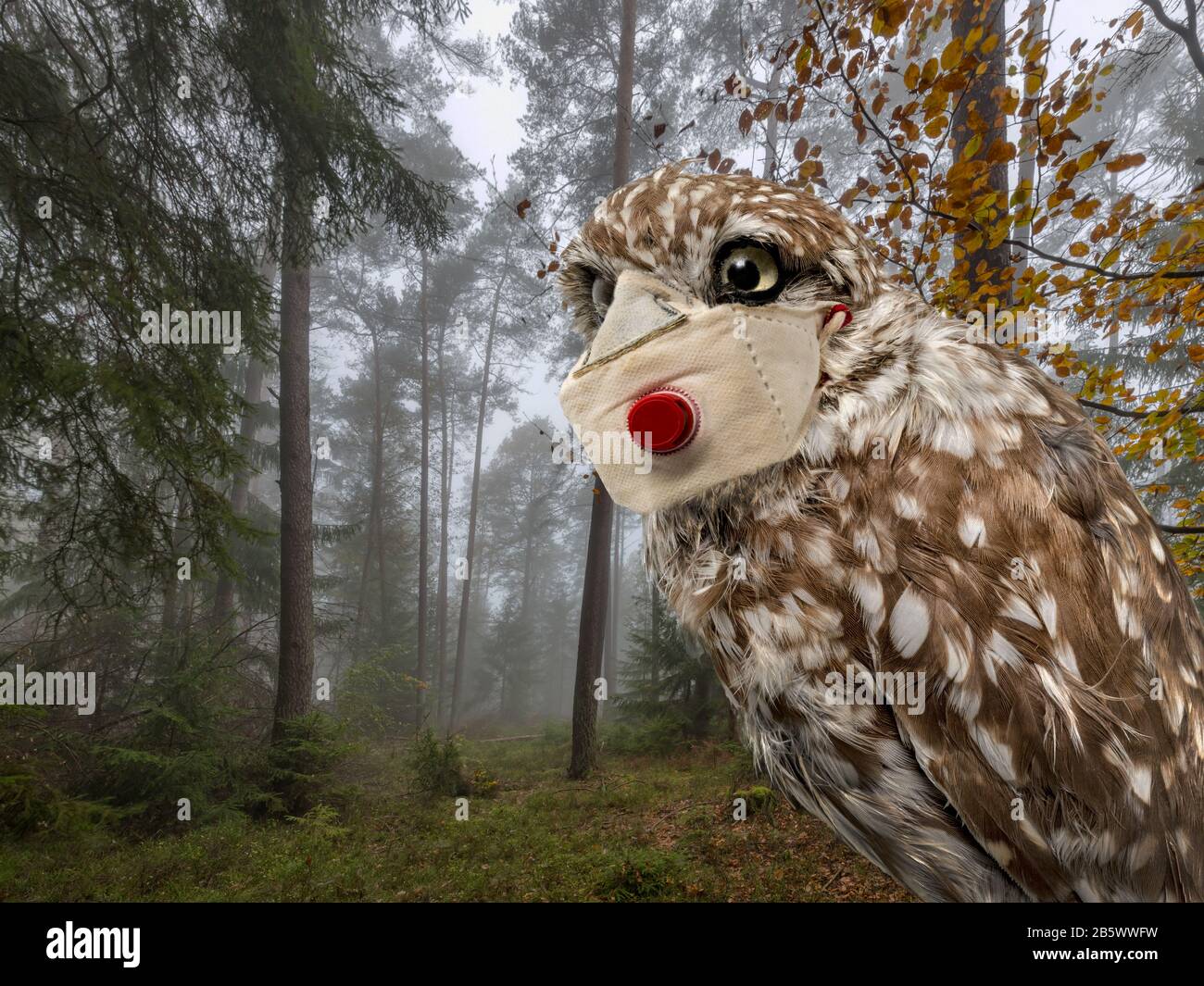 Ritratto di un gufo con un proteggi bocca contro l'infezione di fronte a una foresta nebbiosa Foto Stock Ritratto di un gufo con un proteggi bocca contro l'infezione di fronte a una foresta nebbiosa Foto Stock