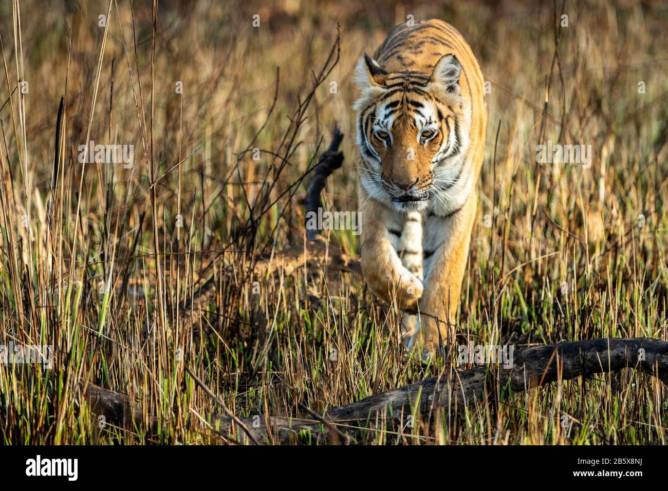 Tigre selvatica che cammina nella zona di prateria della zona di dhikala al parco nazionale di jim corbett o riserva di tigre, uttarakhand, india - panthera tigris Foto Stock