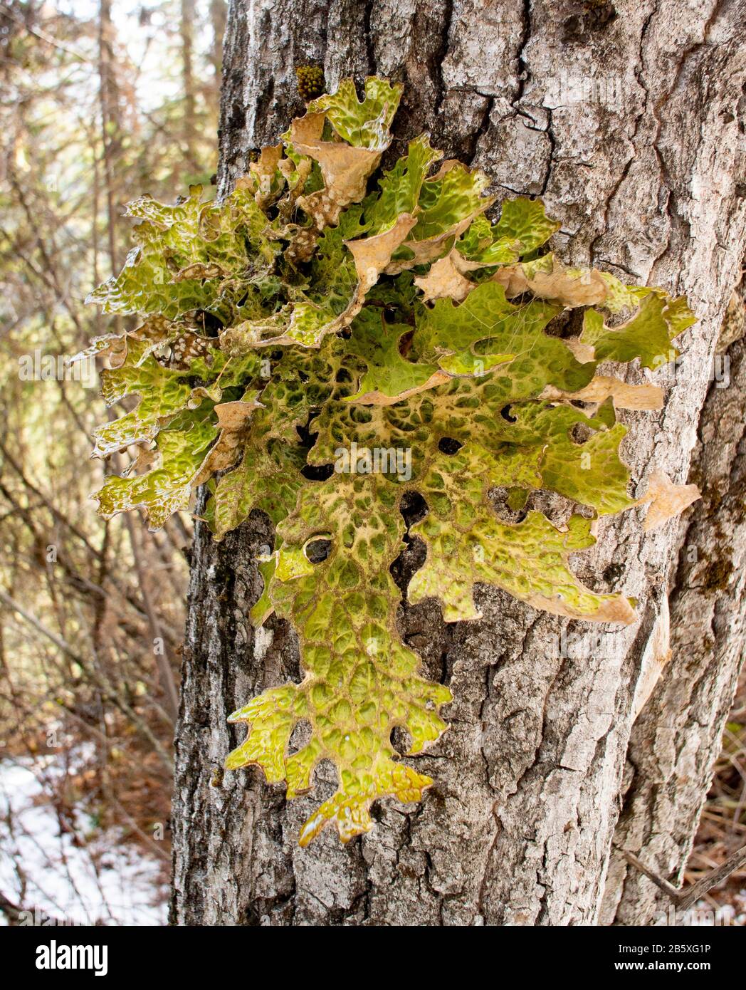 Lichen di Lungwort, Lobaria pulmonaria, che cresce su un albero nero di cottonwood, Populus tricocarpa, lungo il torrente Callahan, a Troy, Montana. Foto Stock