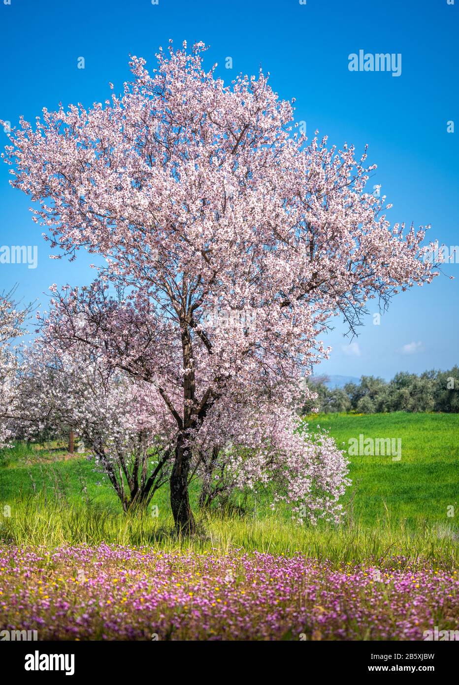 Primavera a Cipro - bei alberi di mandorla in fiore nel villaggio di Klirou vicino Nicosia, Cipro Foto Stock