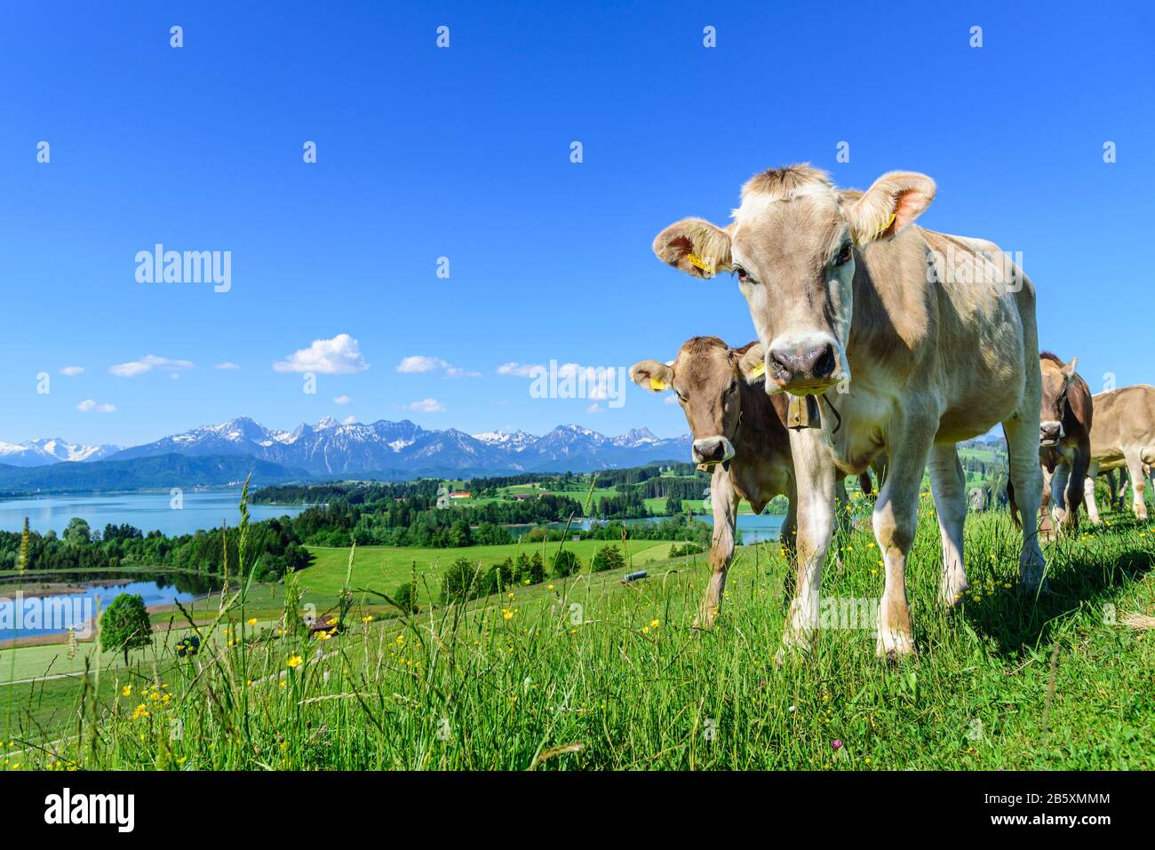 Mucche al pascolo su prato in estate nei pressi di Forggensee Foto Stock