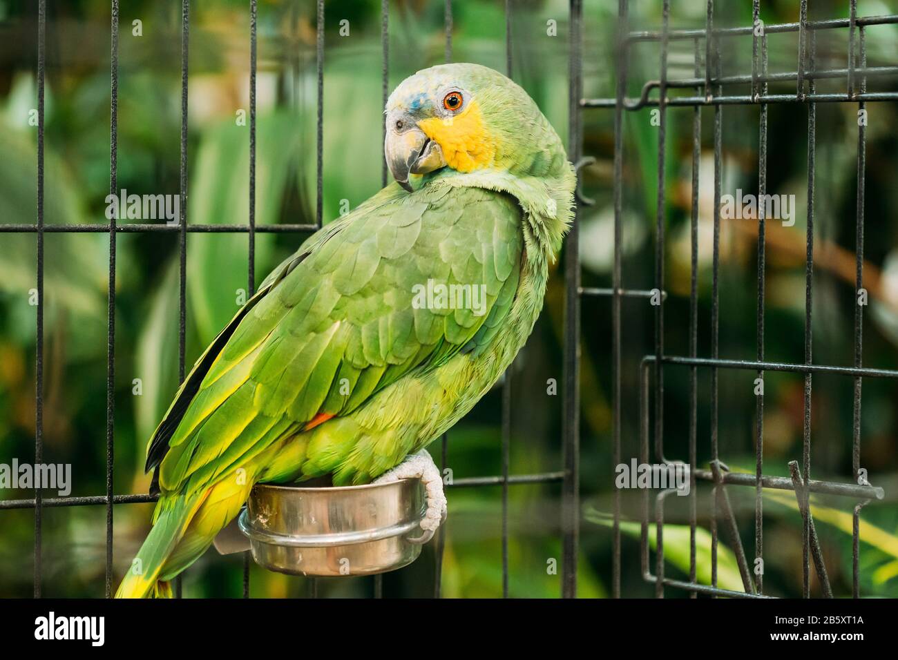 L'arancione-winged Amazon o Amazona Amazonica, anche noto localmente come  arancio-winged Parrot e Loro Parque guaro, è un grande Amazon Parrot.  Uccelli selvatici in gabbia Foto stock - Alamy