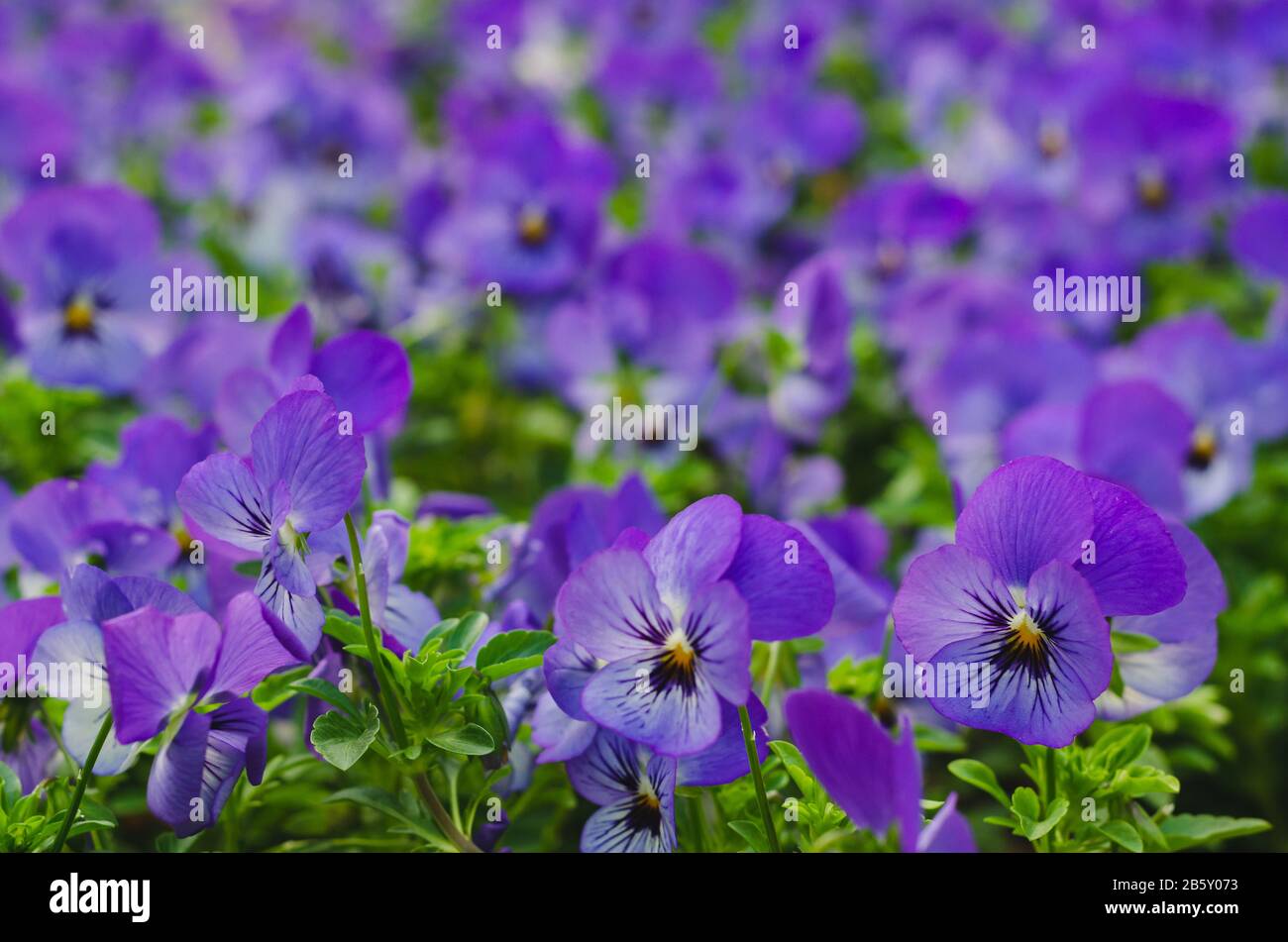 Viola Horned Pansy fiori in giardino per la stagione primaverile concetto. Foto Stock