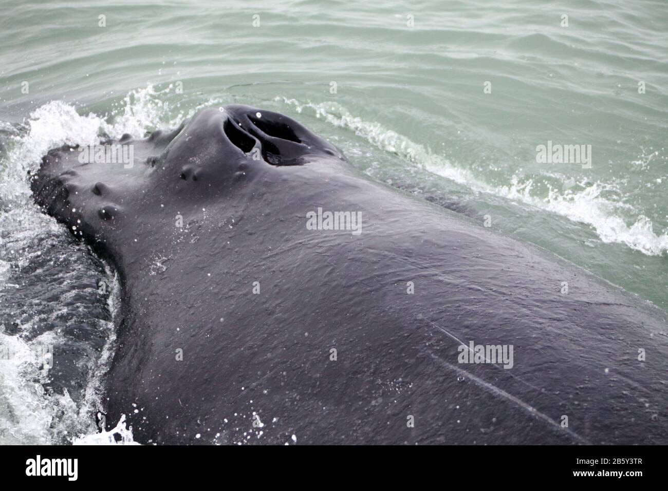 Pinna caudale del possente Humpback Whale (Megaptera novaeangliae) visto dalla barca vicino a Husavik, Islanda Foto Stock