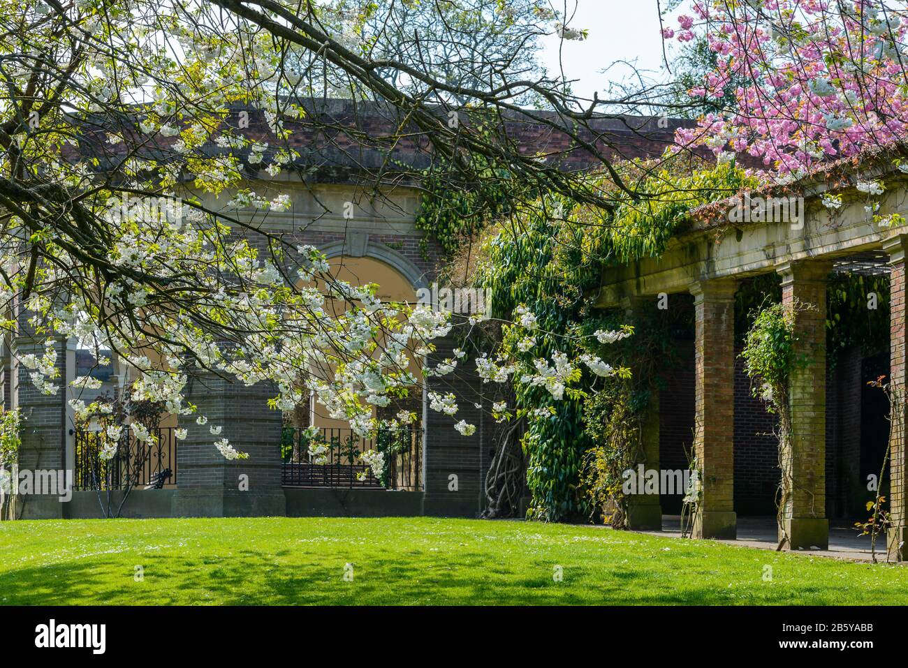 Ciliegi in fiore vicino ai Colonnades nel parco Valley Gardens, Harrogate, North Yorkshire, nel mese di aprile. Foto Stock