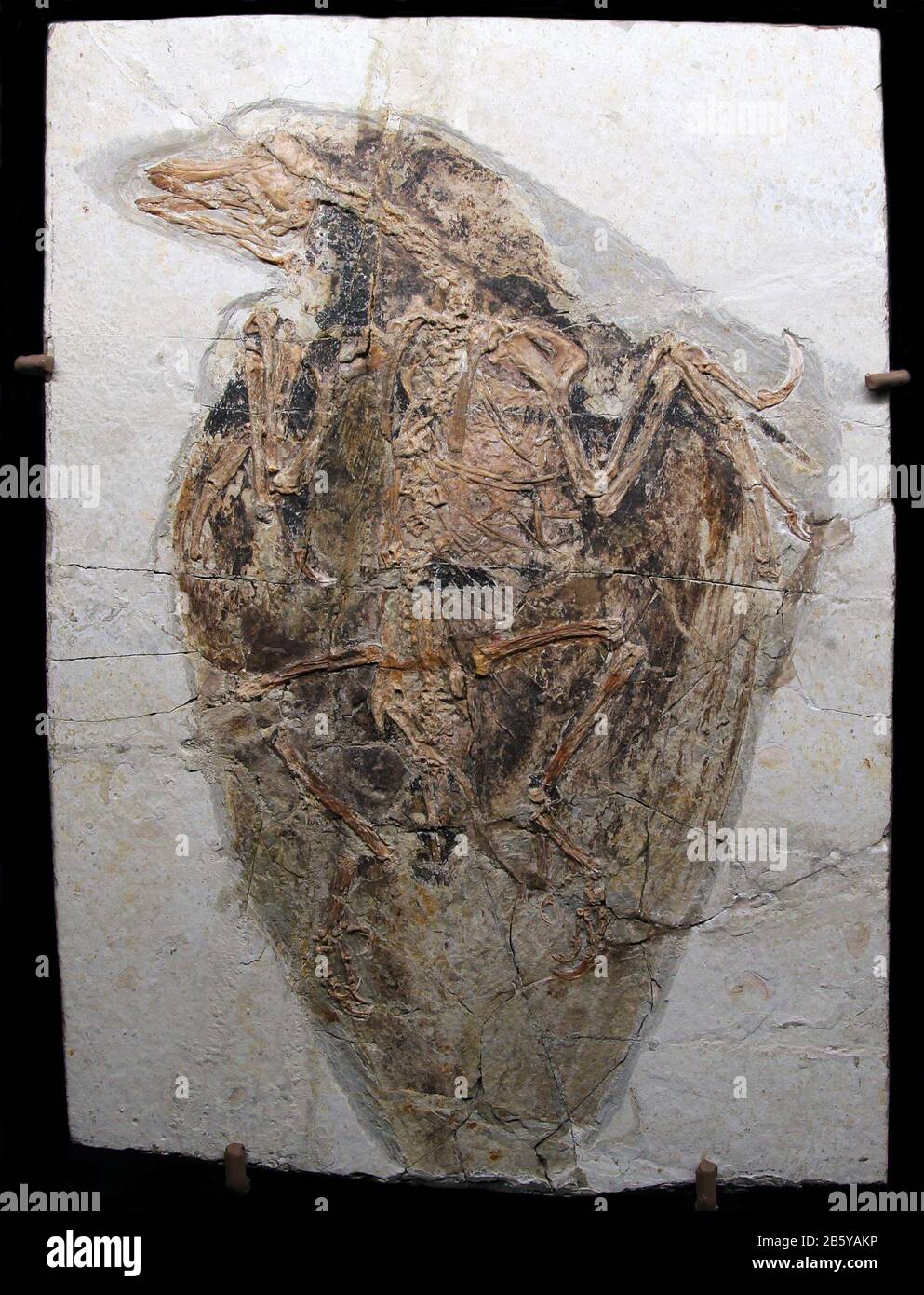 Confuciusornis fossile.Feathers raramente diventa fossilized.This fossile uccello dalla cina è un exception.It assomiglia più ad un moderno uccello.Cretaceo Foto Stock