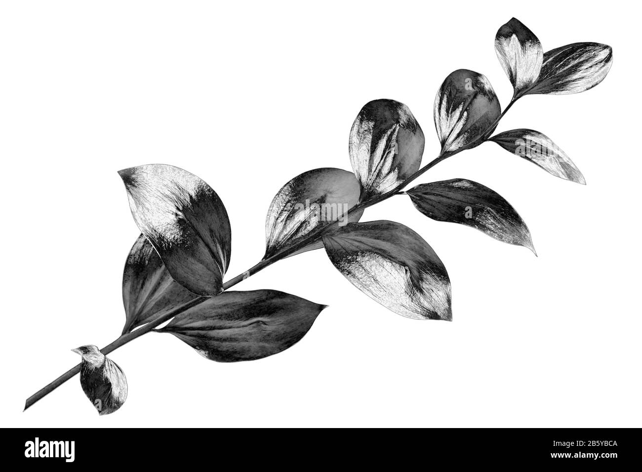 Foglie d'argento ramificazione sfondo bianco isolato primo piano, ornamentale albero monocolore, grigio metallo lucido foglia di pianta, grigio metallo metallico fogliame, simbolo Foto Stock