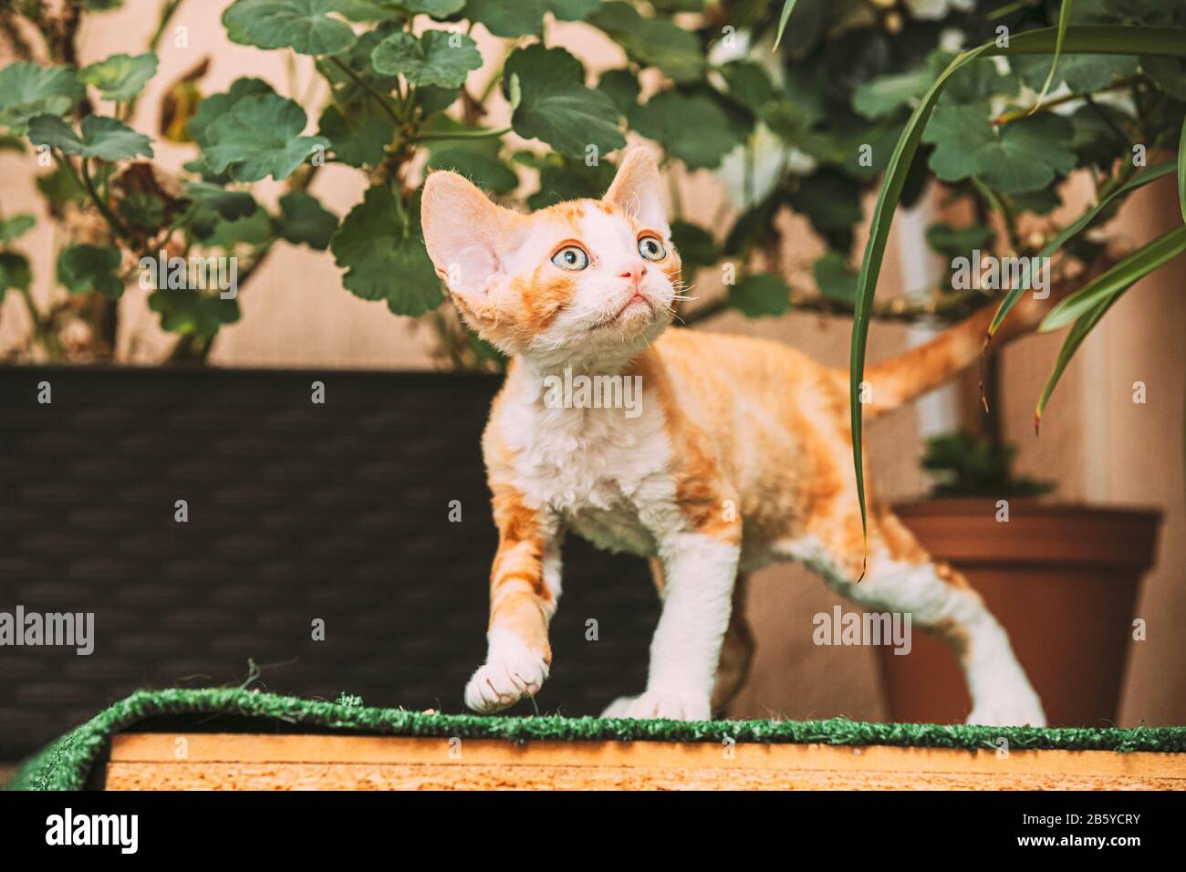 Divertente Curioso Giovane Red Ginger Devon Rex Kitten Soggiorno Vicino Flower Pot. Gatto A Pelo Corto Di Razza Inglese. Foto Stock