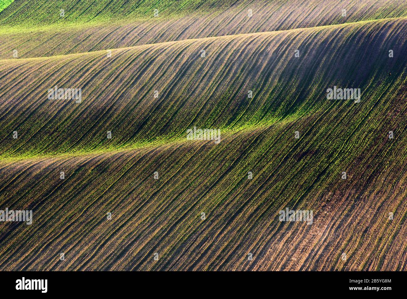 Abstract paesaggio rurale con righe verdi di raccolti sul campo agricolo sulle colline di primavera. La Moravia meridionale regione, Repubblica Ceca Foto Stock