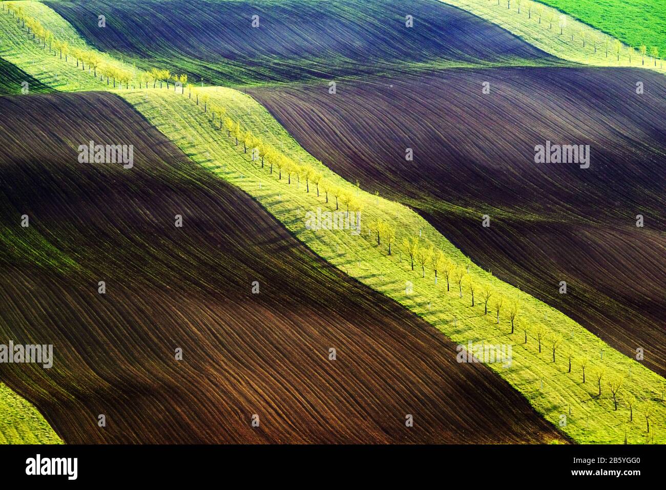 Onde verdi e marroni dei campi agricoli della Moravia meridionale, Repubblica Ceca. Paesaggio rurale di primavera con colline a strisce colorate. Può essere utilizzato come sfondo naturale o texture Foto Stock