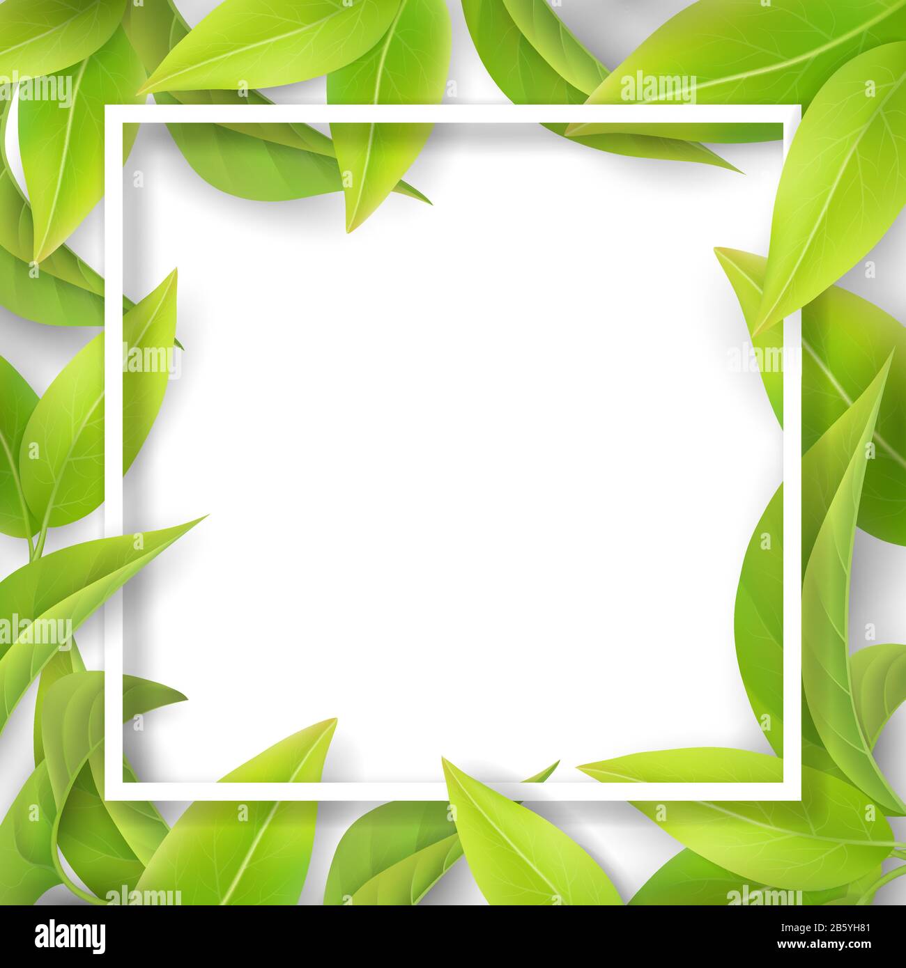 Green mellow foglie e cornice bianca. Illustrazione Vettoriale