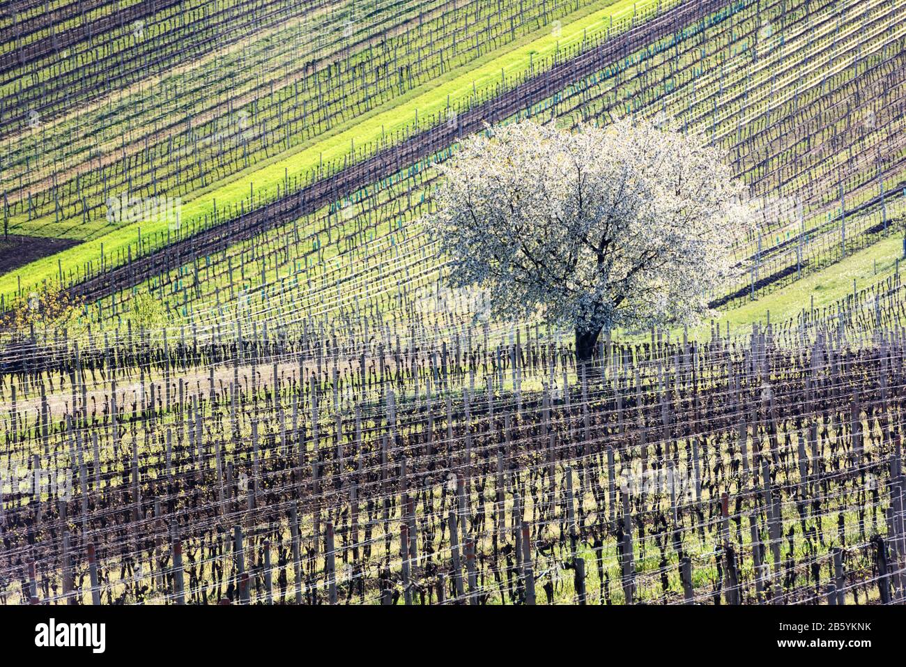 Incredibile Paesaggio Primaverile Con Ciliegio Bianco In Fiore Tra Filari Di Vigneti Nella Moravia Meridionale, Repubblica Ceca Foto Stock