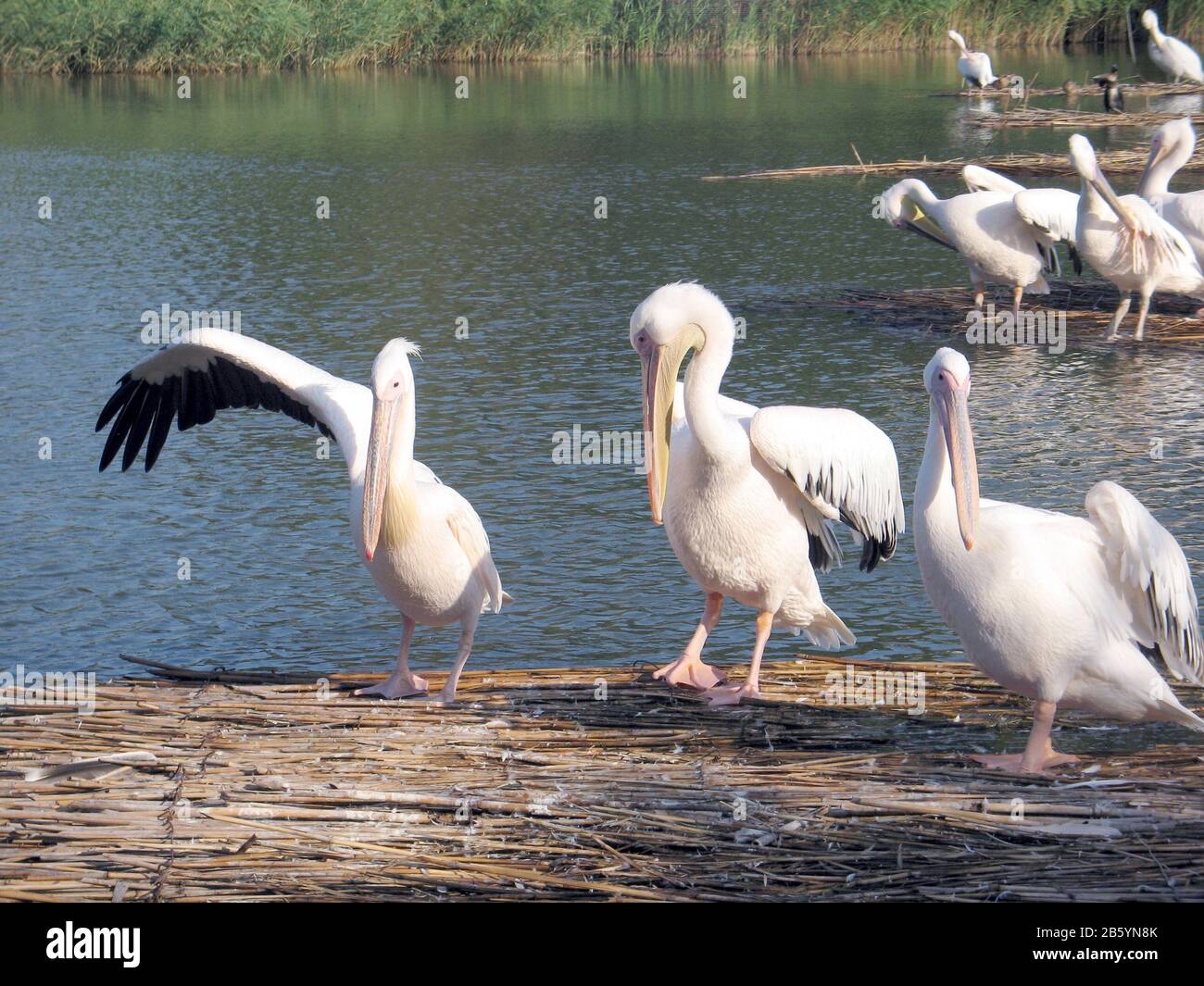L'amico invisibile Foto Stock