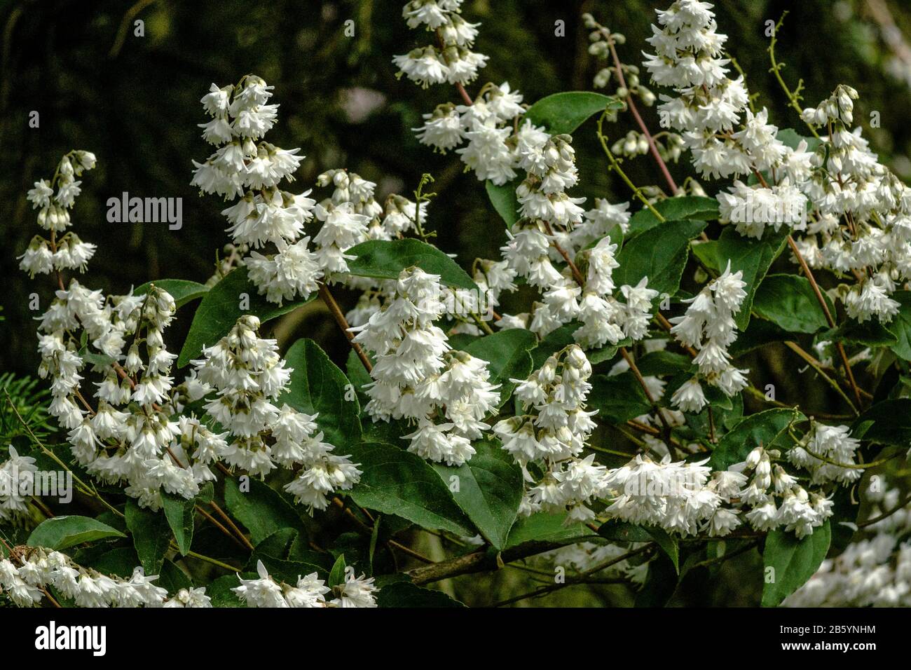 Deutzia scabra plena Ripieno asterisco arbusto 60-80cm