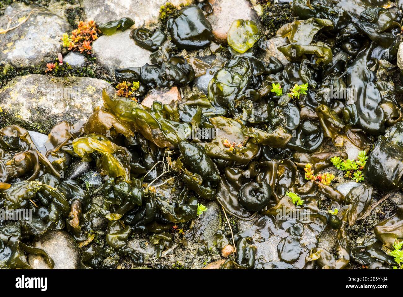 Fungo. Funghi di gelatina nera (Exida glandulosa) vivere sul terreno tra pietre di ghiaia. Francia sud-occidentale. Foto Stock