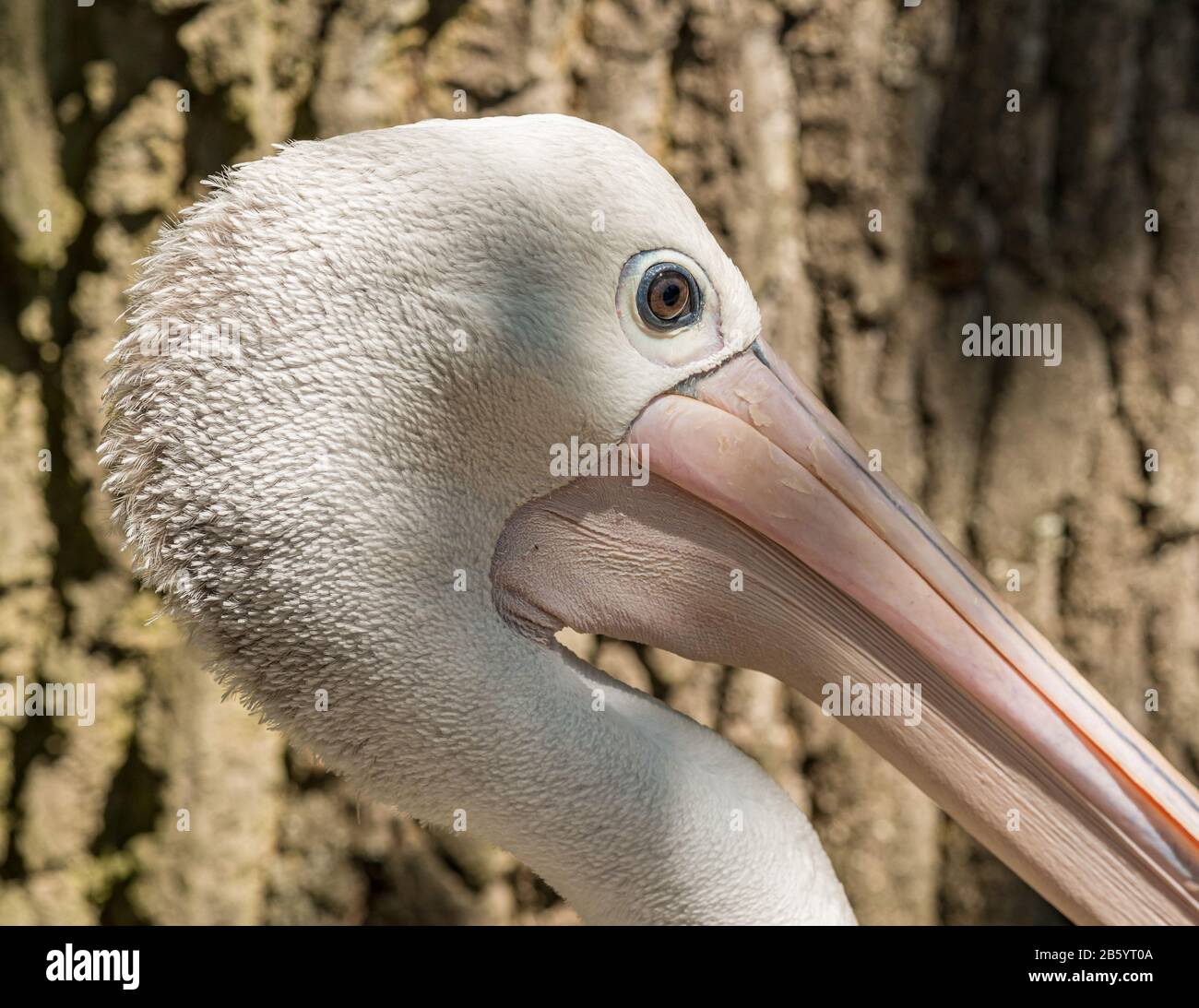 ritratto dettagliato dell'uccello pelicano rosa nello zoo Foto Stock