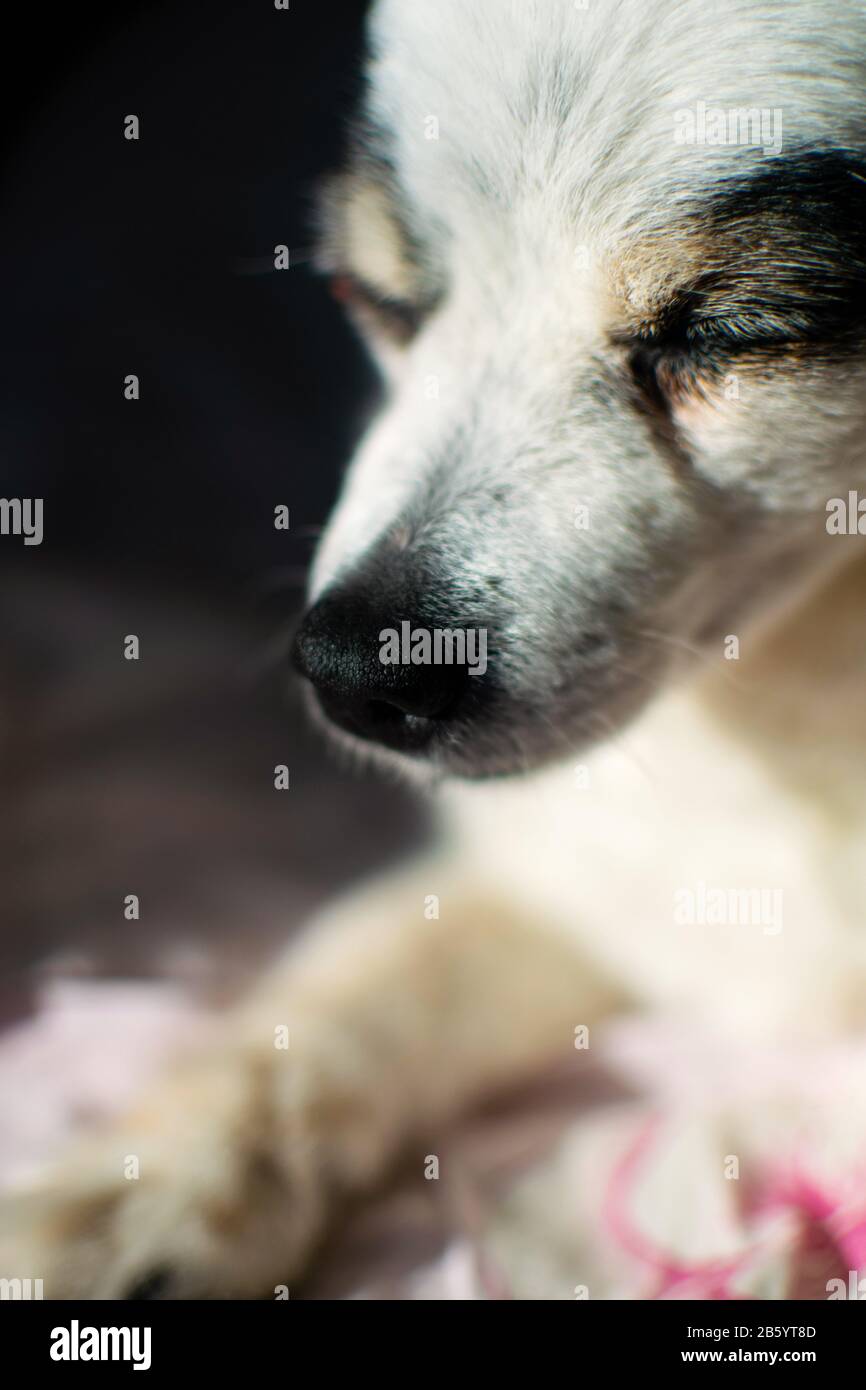 Buon cane Spitz riposante e godendo il sole del mattino. Foto Stock