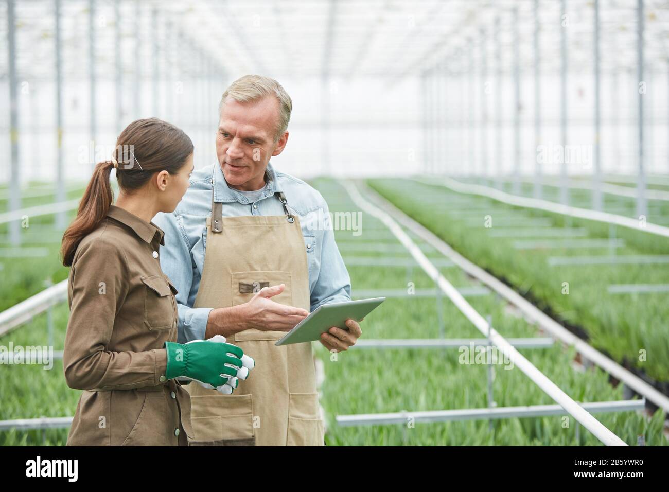 Girovita ritratto di lavoratore maturo utilizzando tablet digitale, mentre istruire giovani tirocinanti in serra piantagione, copia spazio Foto Stock