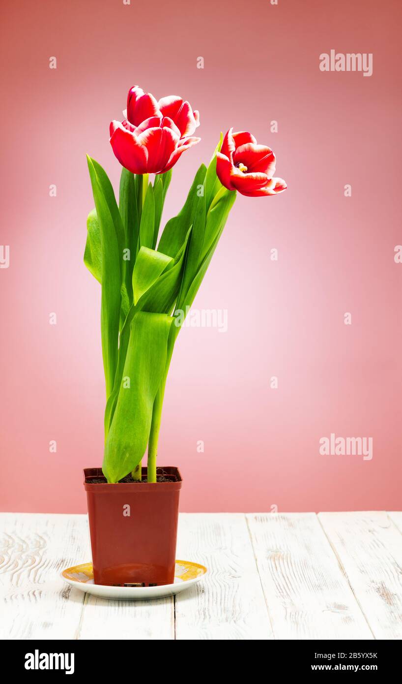 Tulipani bouquet colori brillanti e belli. Scatto in un primo piano studio Foto Stock