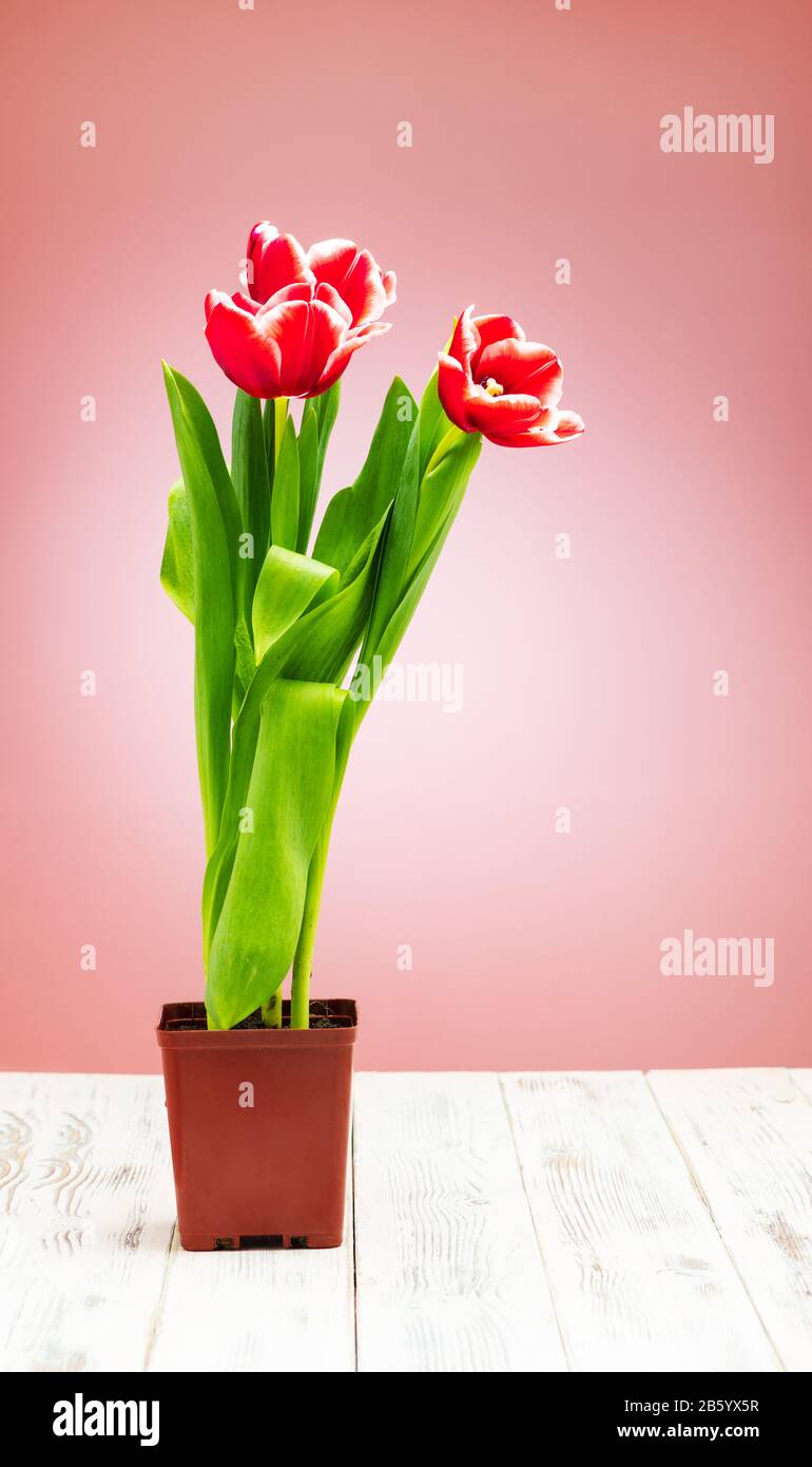 Tulipani bouquet colori brillanti e belli. Scatto in un primo piano studio Foto Stock