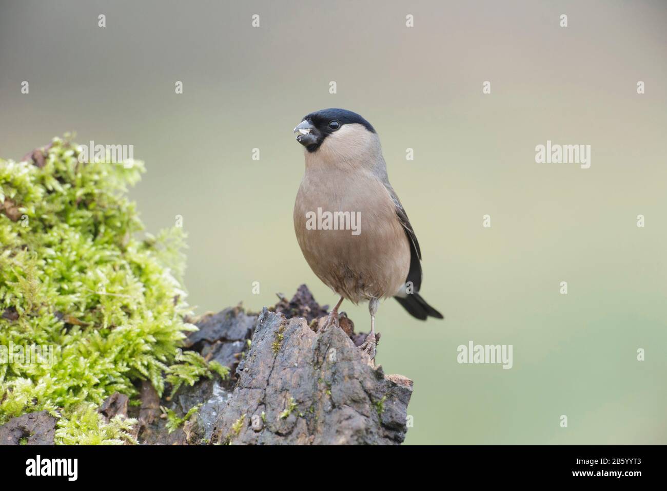 Bullfinch eurasiatica (Pirrhula pirrhula) femmina, nutrimento, su moncone mossy, Yorkshire, Inghilterra, febbraio Foto Stock