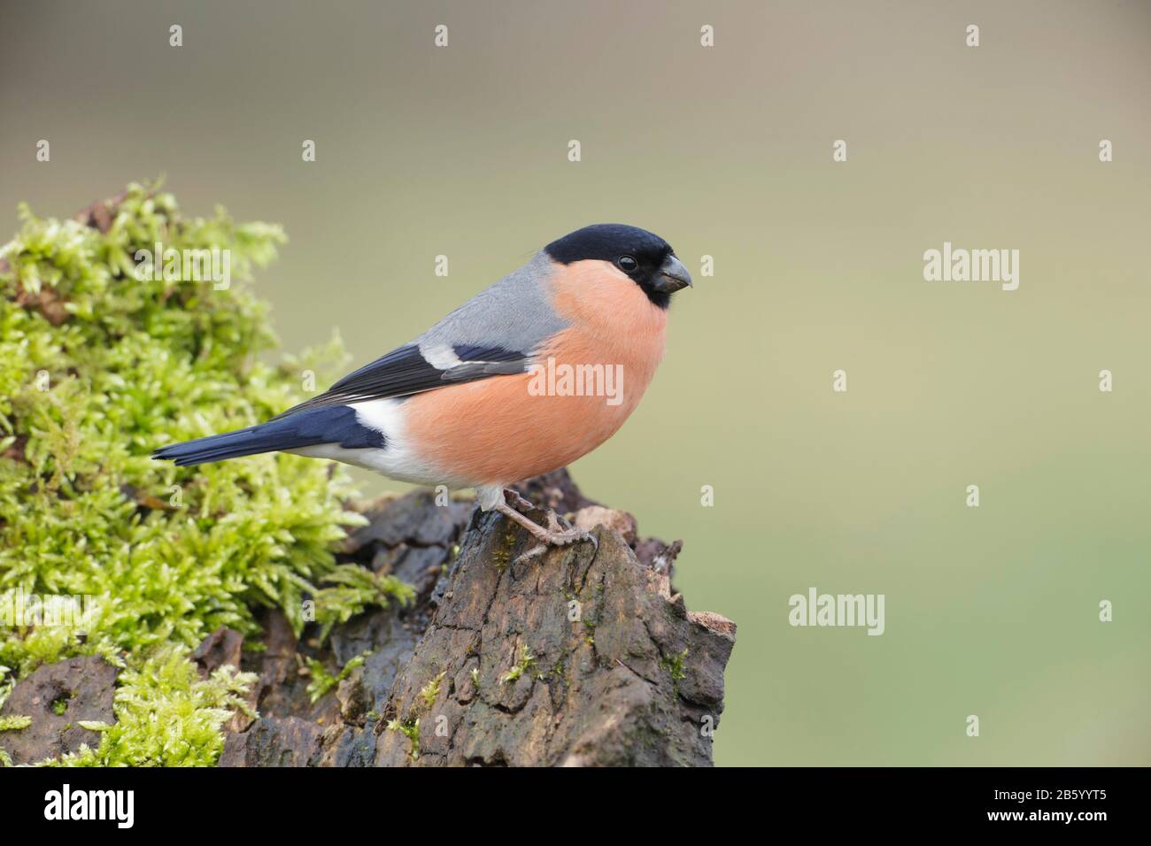 Bullfinch eurasiatico (Pirrhula pirrhula) maschio, arroccato su Mossy stump, Yorkshire, Inghilterra, febbraio Foto Stock