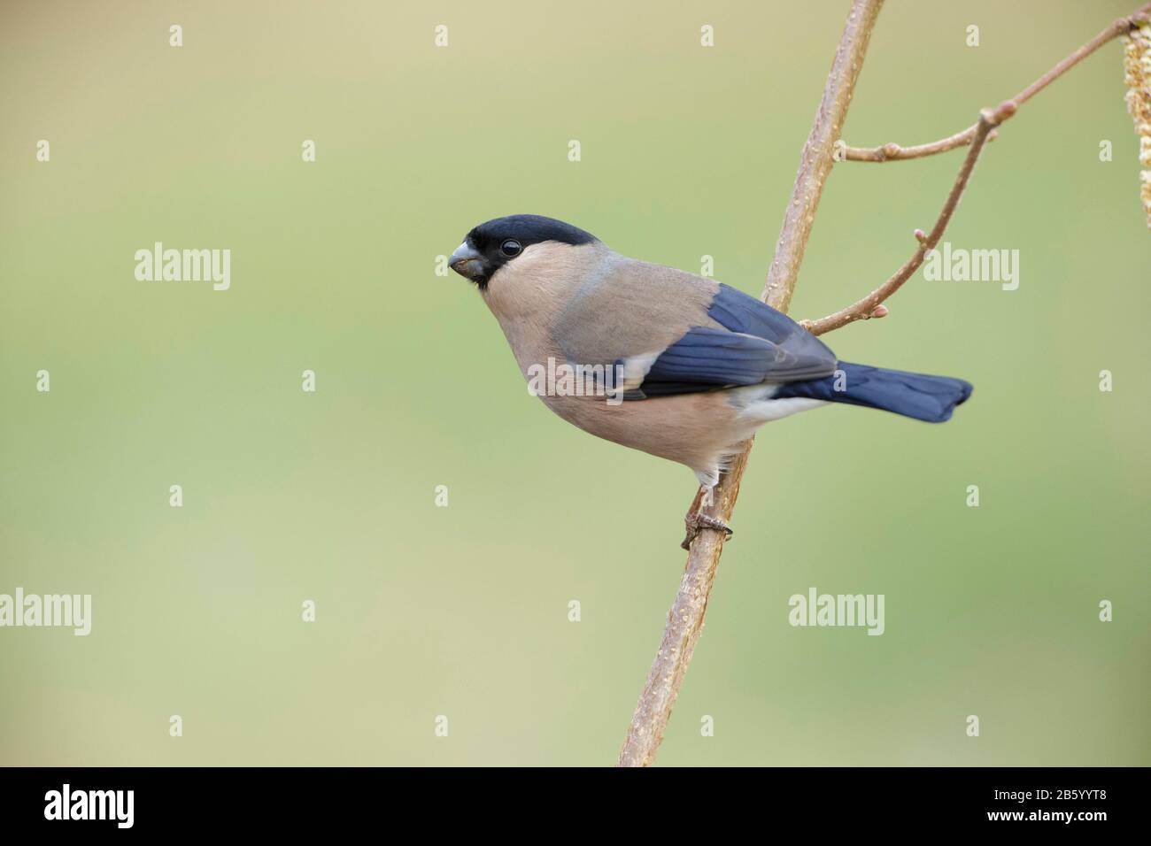 Femmina Eurasian Bullfinch (Pirrhula pirrhula), arroccato su Twig, Yorkshire, Inghilterra, febbraio Foto Stock