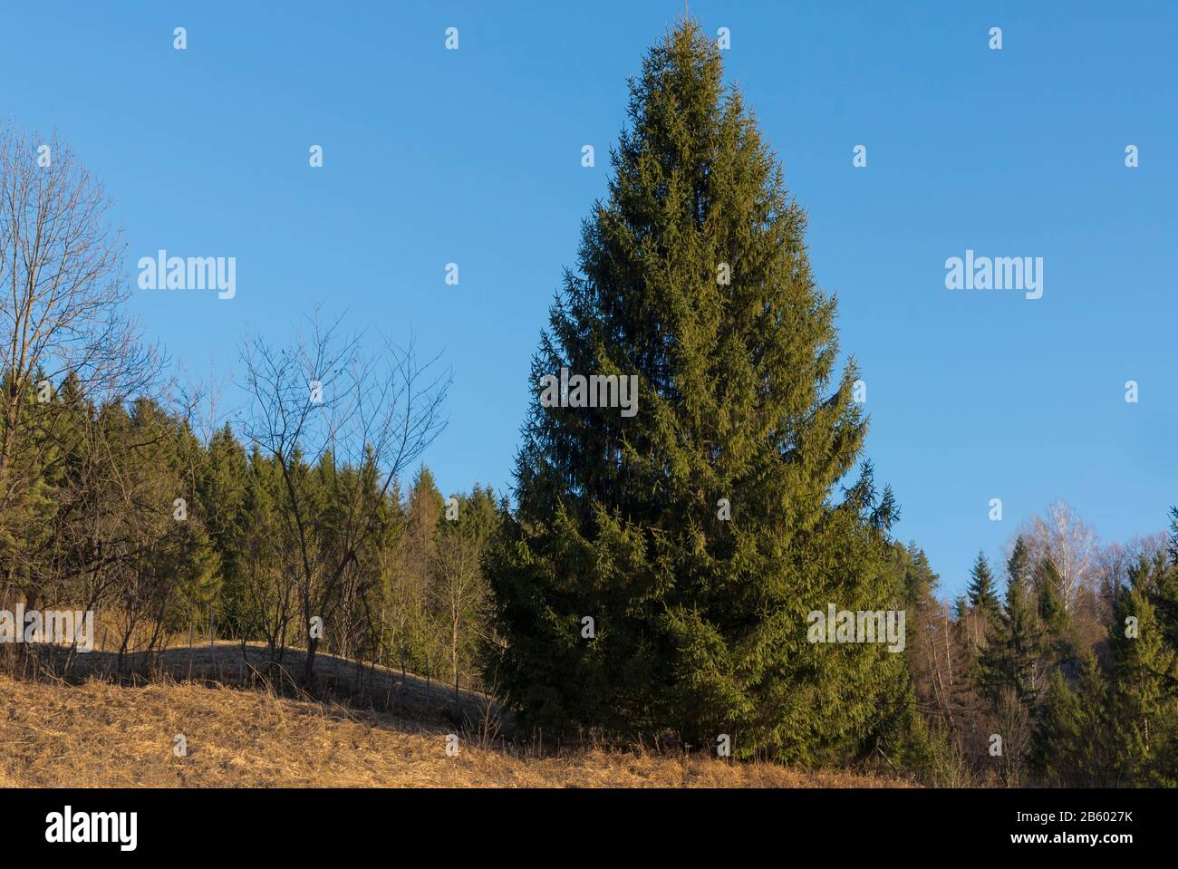 albero di natale di masiv sulla cima della collina Foto Stock