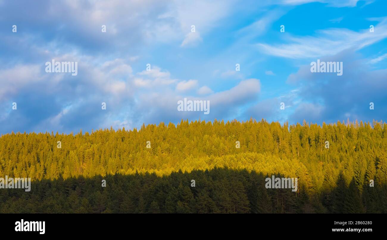 foresta all'orizzonte con cielo blu Foto Stock