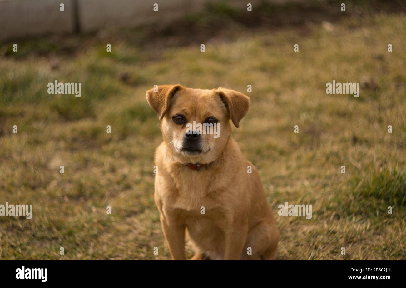 cane messo a fuoco con sfondo blured Foto Stock