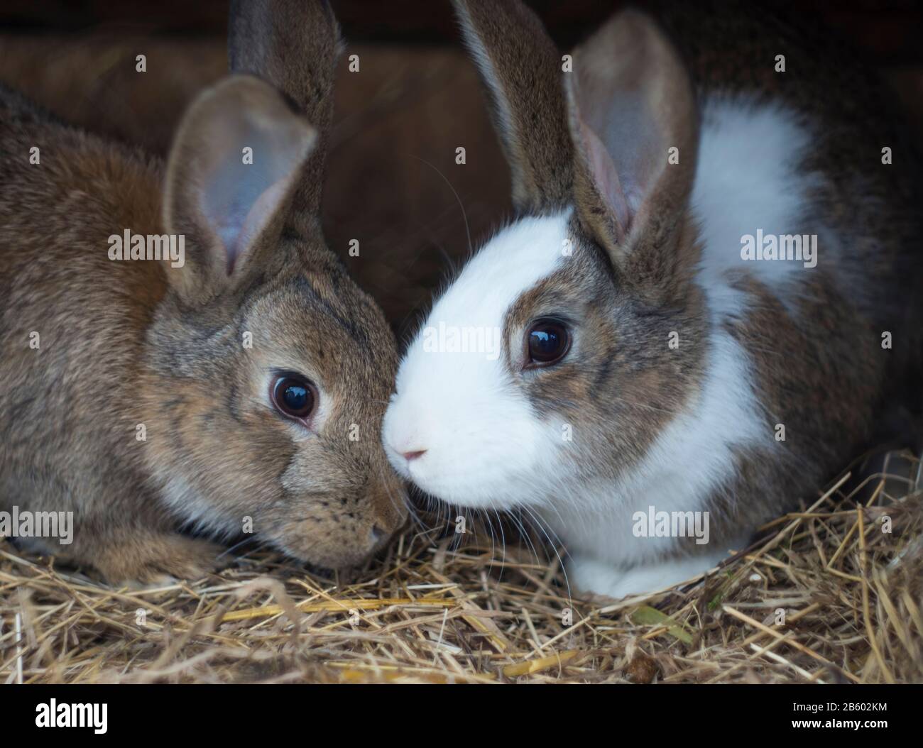 primo piano di coppia di coniglietti Foto Stock