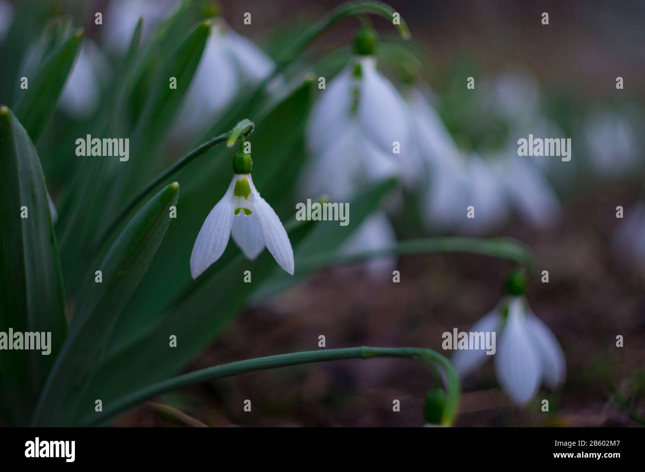 innevamento bianco, focalizzato su un singolo fiore con gocce di neve blured in primo piano Foto Stock